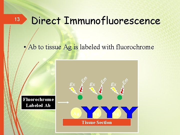 Direct Immunofluorescence Ex Ex Fluorochrome Labeled Ab Ag Ag Tissue Section Ag Em Ex