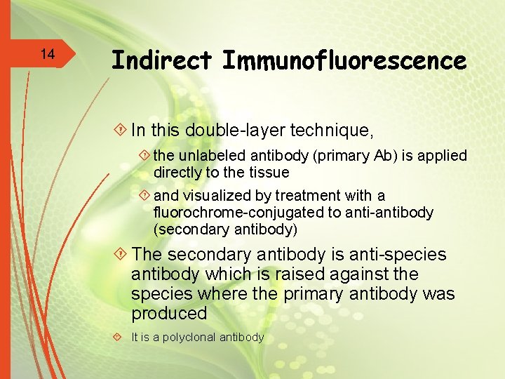 14 Indirect Immunofluorescence In this double-layer technique, the unlabeled antibody (primary Ab) is applied