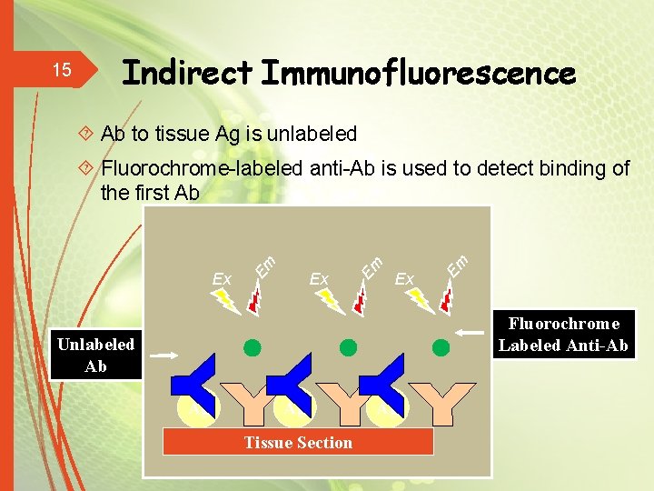 15 Indirect Immunofluorescence Ab to tissue Ag is unlabeled Ex Em Fluorochrome-labeled anti-Ab is