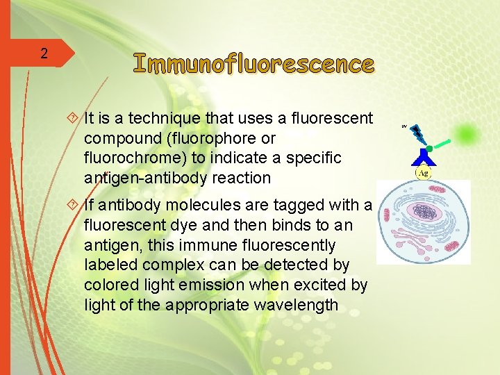 2 Immunofluorescence It is a technique that uses a fluorescent compound (fluorophore or fluorochrome)