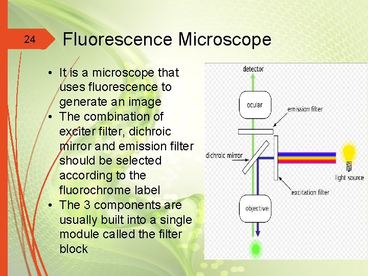 24 Fluorescence Microscope • It is a microscope that uses fluorescence to generate an