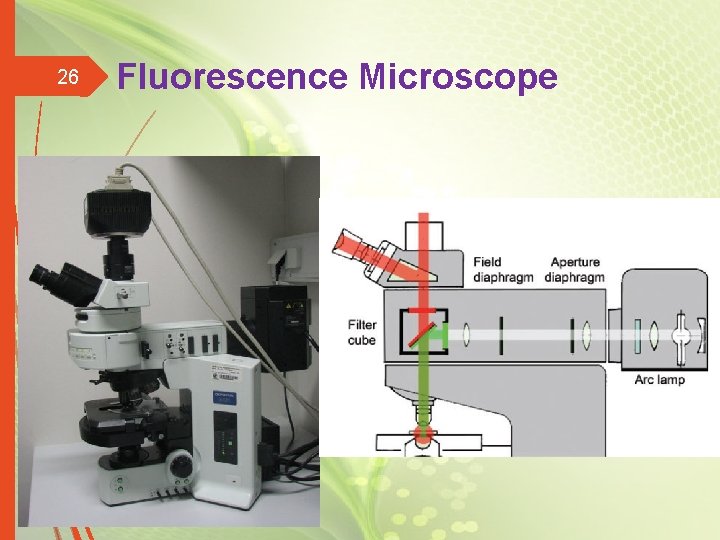 26 Fluorescence Microscope 