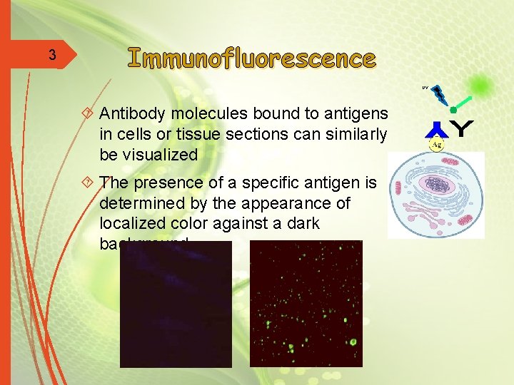 3 Immunofluorescence UV Antibody molecules bound to antigens in cells or tissue sections can