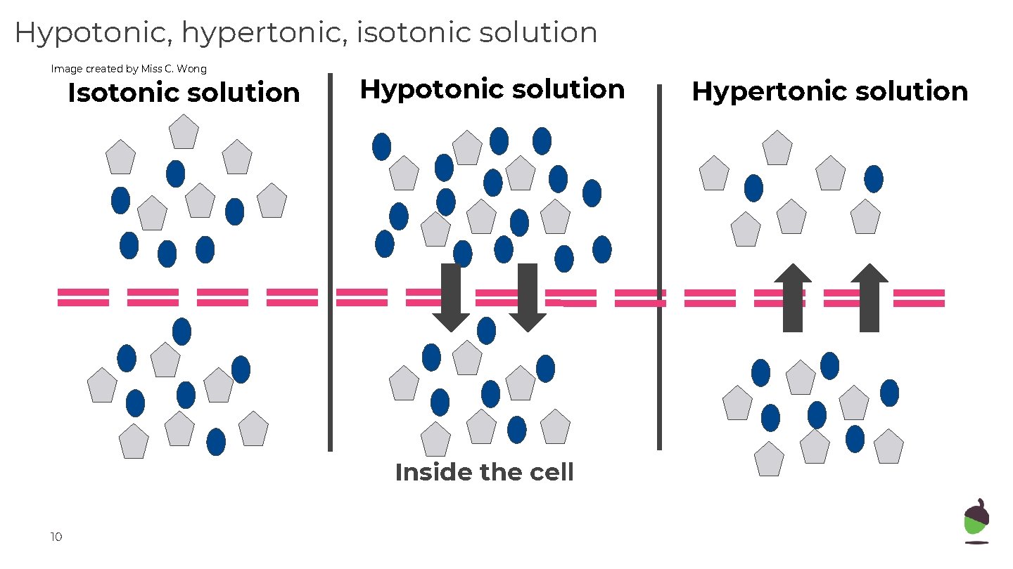 Hypotonic, hypertonic, isotonic solution Image created by Miss C. Wong Isotonic solution Hypotonic solution