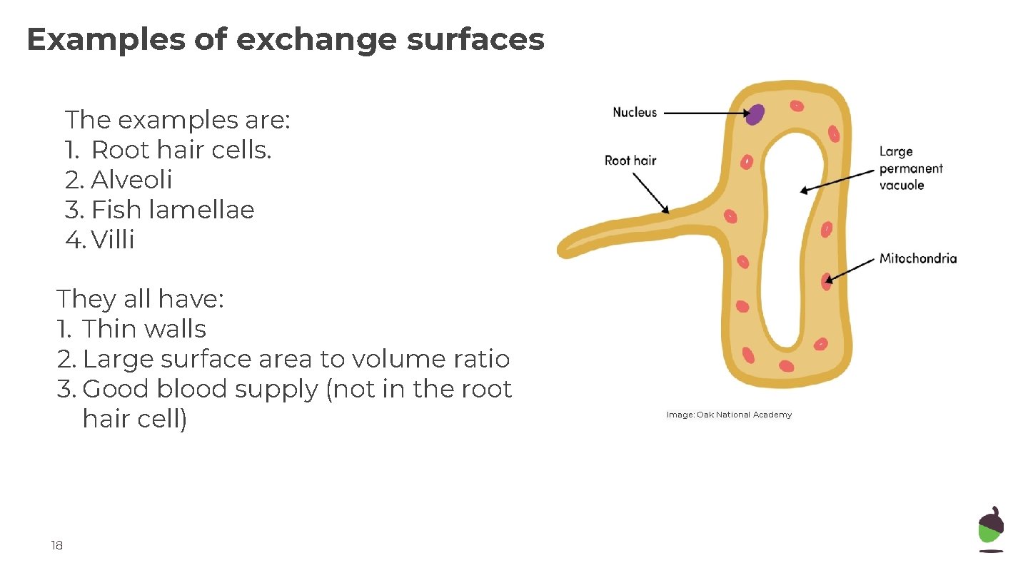 Examples of exchange surfaces The examples are: 1. Root hair cells. 2. Alveoli 3.