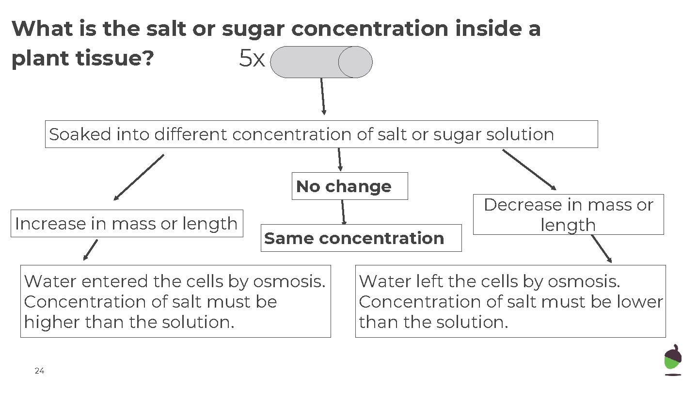What is the salt or sugar concentration inside a plant tissue? 5 x Soaked