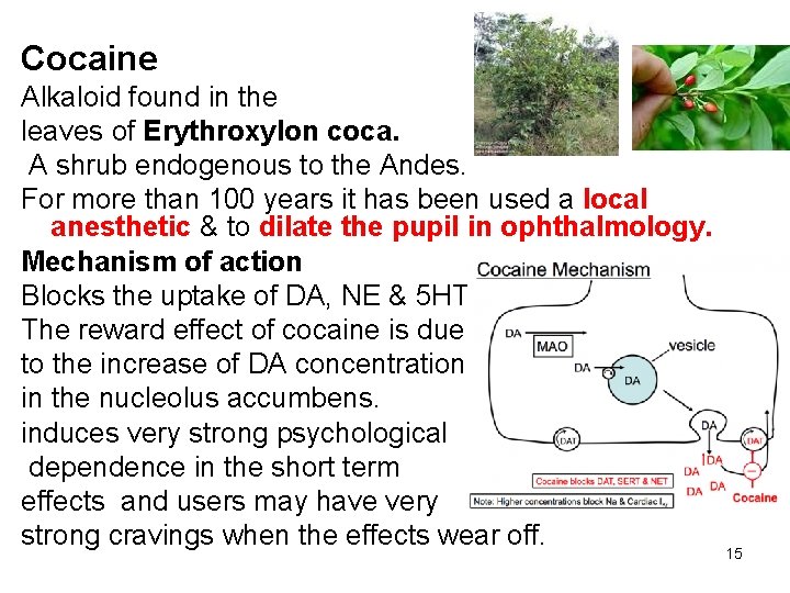 Cocaine Alkaloid found in the leaves of Erythroxylon coca. A shrub endogenous to the