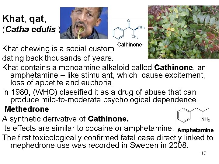 Khat, qat, (Catha edulis ) Cathinone Khat chewing is a social custom dating back