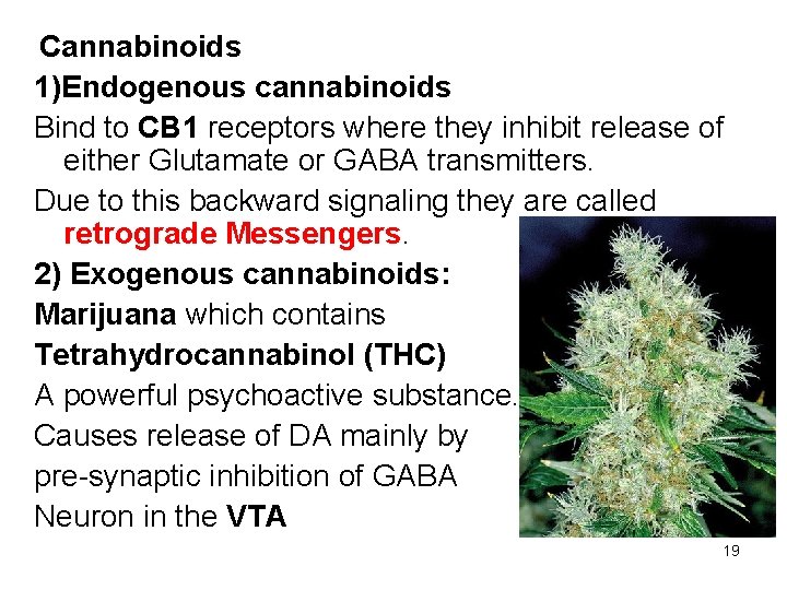 Cannabinoids 1)Endogenous cannabinoids Bind to CB 1 receptors where they inhibit release of either