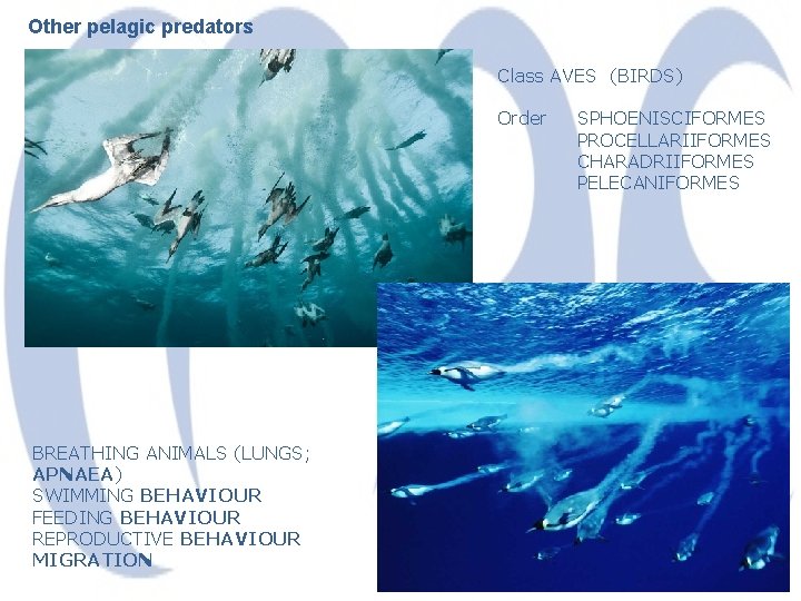 Other pelagic predators Class AVES (BIRDS) Order BREATHING ANIMALS (LUNGS; APNAEA) SWIMMING BEHAVIOUR FEEDING