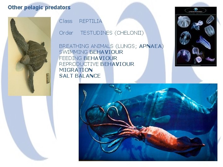 Other pelagic predators Class REPTILIA Order TESTUDINES (CHELONII) BREATHING ANIMALS (LUNGS; APNAEA) SWIMMING BEHAVIOUR