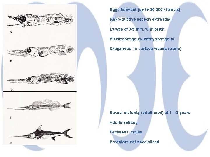 Eggs buoyant (up to 80. 000 / female) Reproductive season extrended Larvae of 3