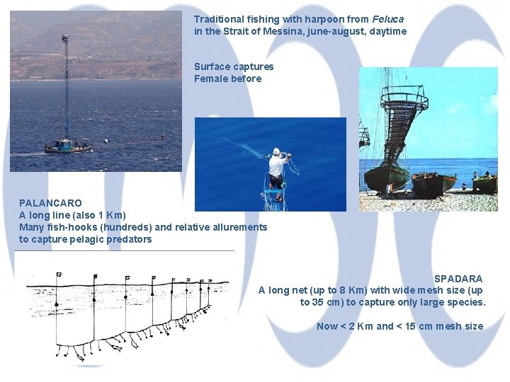 Traditional fishing with harpoon from Feluca in the Strait of Messina, june-august, daytime Surface