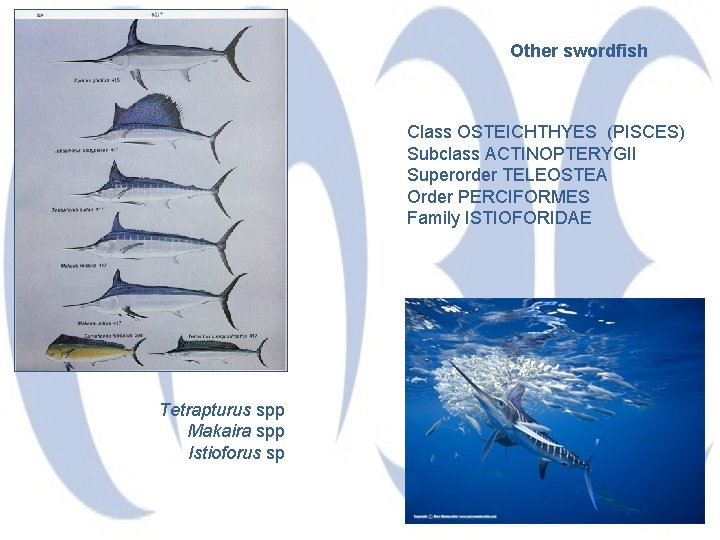 Other swordfish Class OSTEICHTHYES (PISCES) Subclass ACTINOPTERYGII Superorder TELEOSTEA Order PERCIFORMES Family ISTIOFORIDAE Tetrapturus