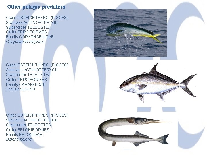 Other pelagic predators Class OSTEICHTHYES (PISCES) Subclass ACTINOPTERYGII Superorder TELEOSTEA Order PERCIFORMES Family CORYPHAENIDAE
