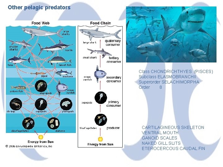 Other pelagic predators Class CHONDRICHTHYES (PISCES) Subclass ELASMOBRANCHII Superorder SELACHIMORPHA Order 8 CARTILAGINEOUS SKELETON