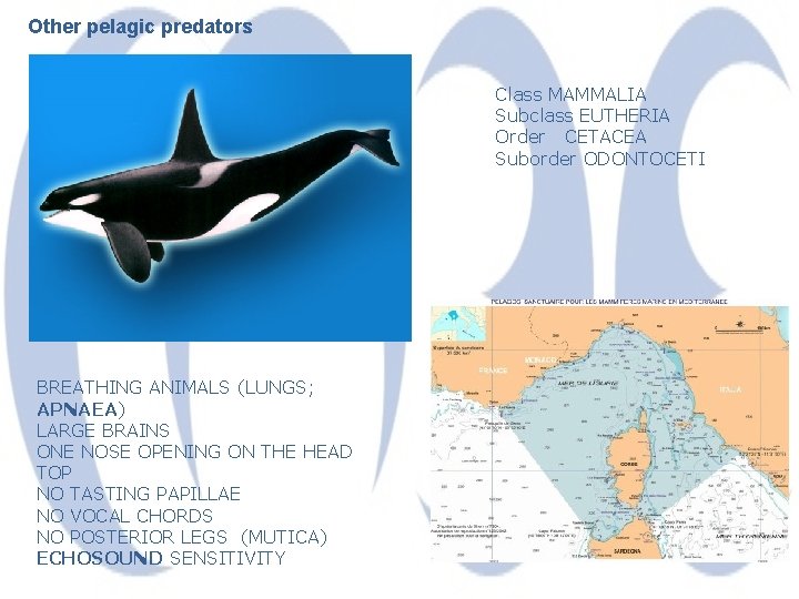 Other pelagic predators Class MAMMALIA Subclass EUTHERIA Order CETACEA Suborder ODONTOCETI BREATHING ANIMALS (LUNGS;