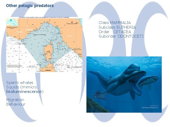 Other pelagic predators Class MAMMALIA Subclass EUTHERIA Order CETACEA Suborder ODONTOCETI Sperm whales Squids