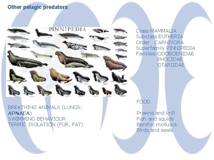 Other pelagic predators Class MAMMALIA Subclass EUTHERIA Order CARNIVORA Superfamily PINNIPEDIA Families ODOBOENIDAE PHOCIDAE