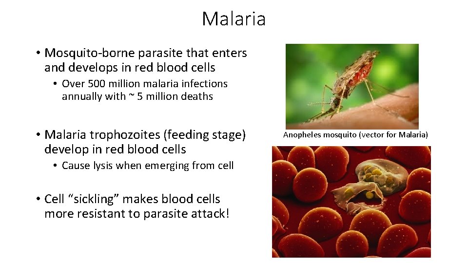 Malaria • Mosquito-borne parasite that enters and develops in red blood cells • Over