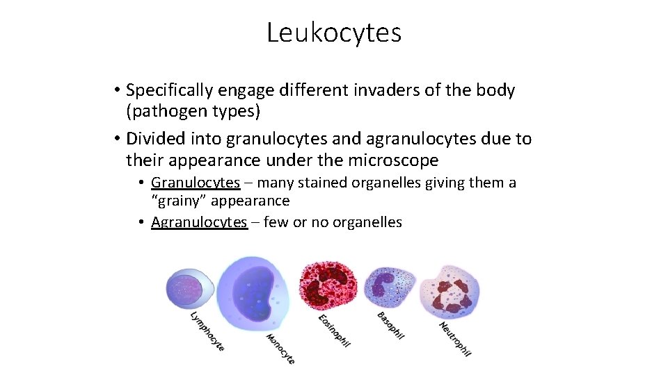 Leukocytes • Specifically engage different invaders of the body (pathogen types) • Divided into