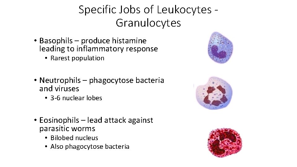 Specific Jobs of Leukocytes Granulocytes • Basophils – produce histamine leading to inflammatory response