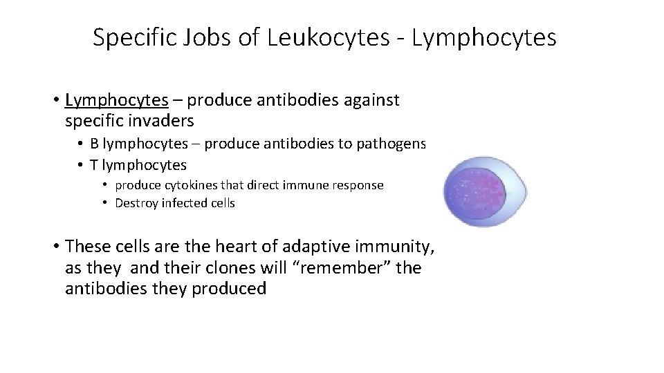 Specific Jobs of Leukocytes - Lymphocytes • Lymphocytes – produce antibodies against specific invaders