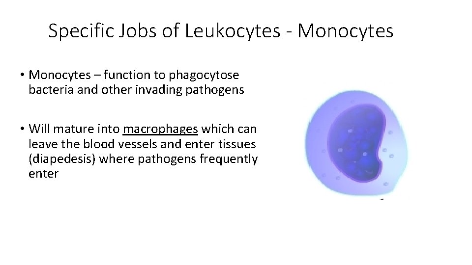 Specific Jobs of Leukocytes - Monocytes • Monocytes – function to phagocytose bacteria and