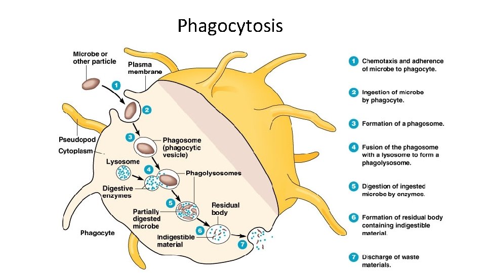 Phagocytosis 