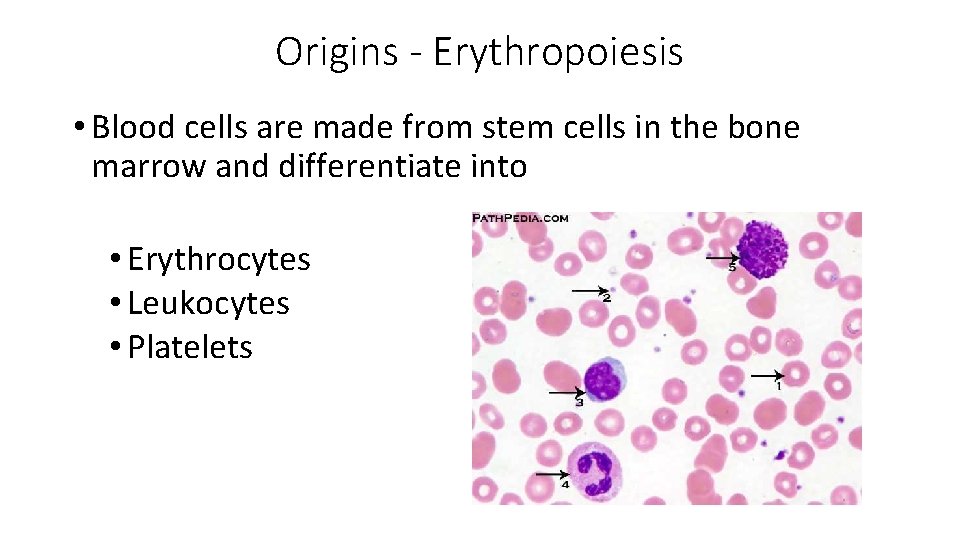 Origins - Erythropoiesis • Blood cells are made from stem cells in the bone