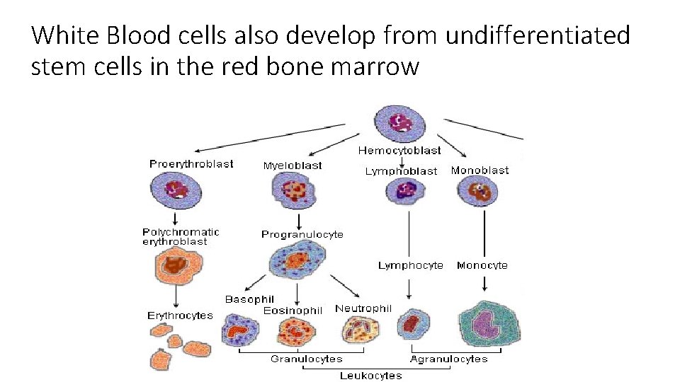 White Blood cells also develop from undifferentiated stem cells in the red bone marrow