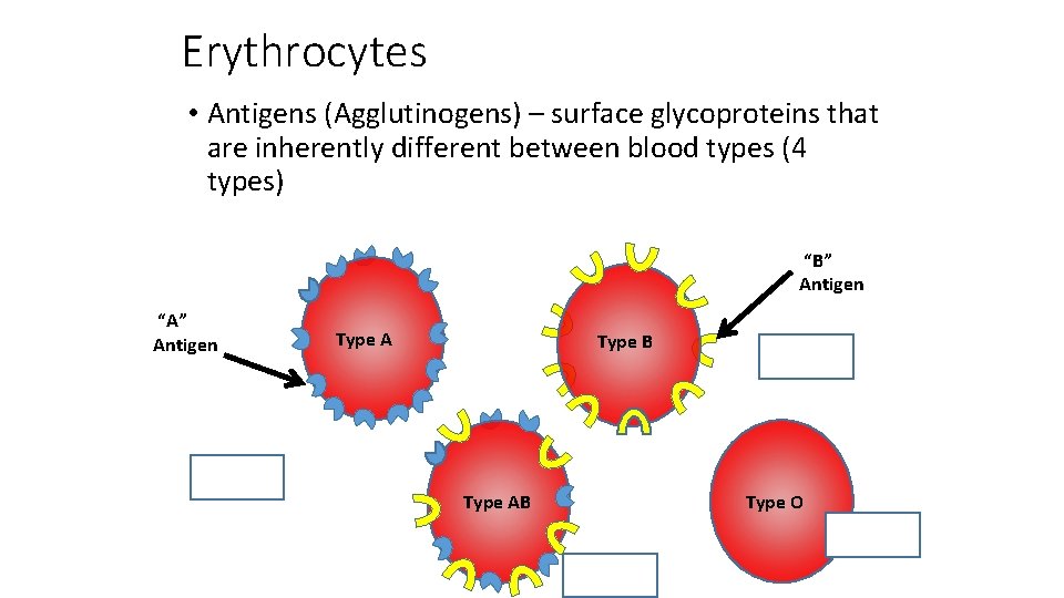 Erythrocytes • Antigens (Agglutinogens) – surface glycoproteins that are inherently different between blood types