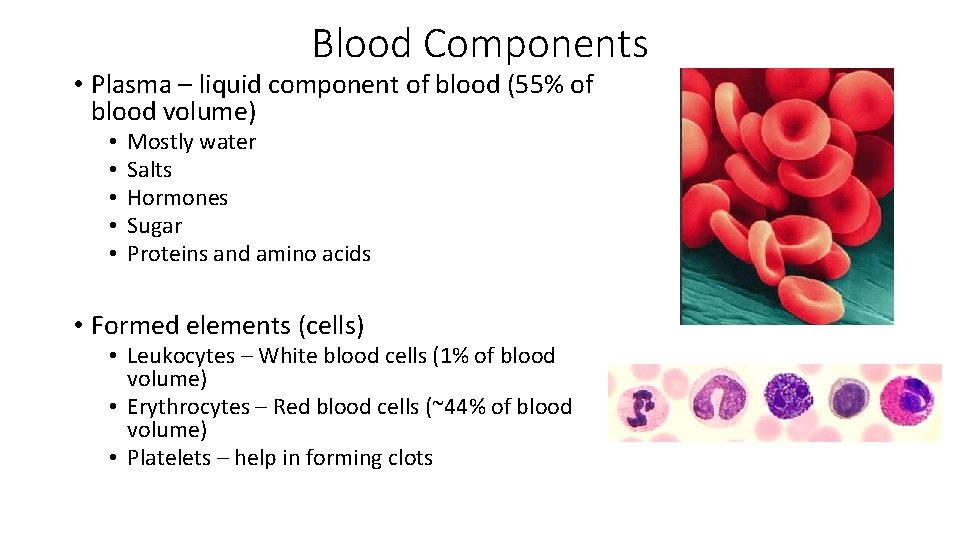 Blood Components • Plasma – liquid component of blood (55% of blood volume) •