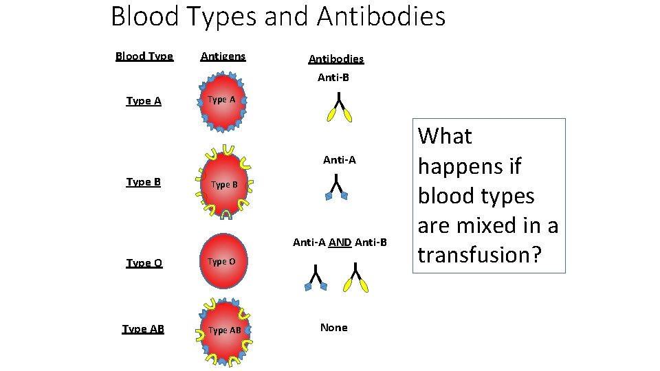 Blood Types and Antibodies Blood Type Antigens Antibodies Anti-B Type A Y Type A