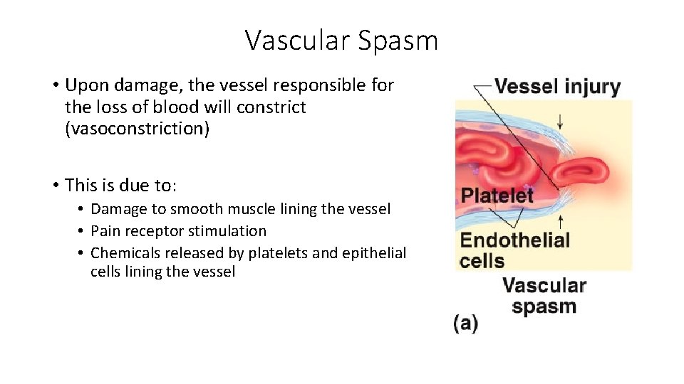 Vascular Spasm • Upon damage, the vessel responsible for the loss of blood will