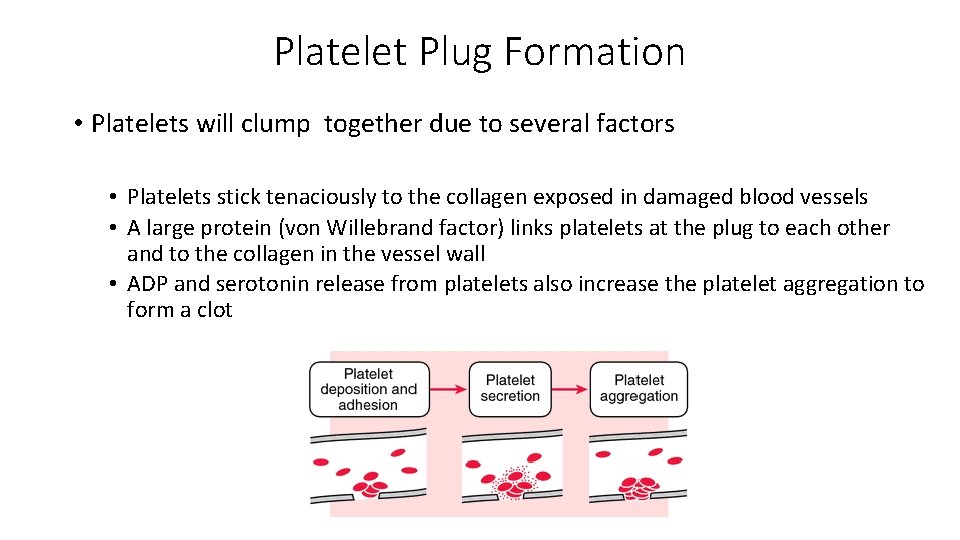 Platelet Plug Formation • Platelets will clump together due to several factors • Platelets