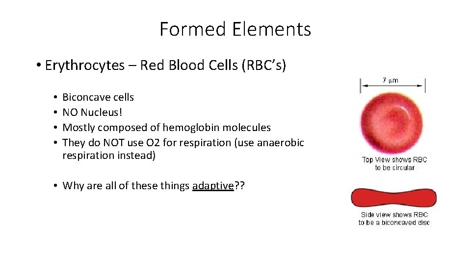 Formed Elements • Erythrocytes – Red Blood Cells (RBC’s) • • Biconcave cells NO