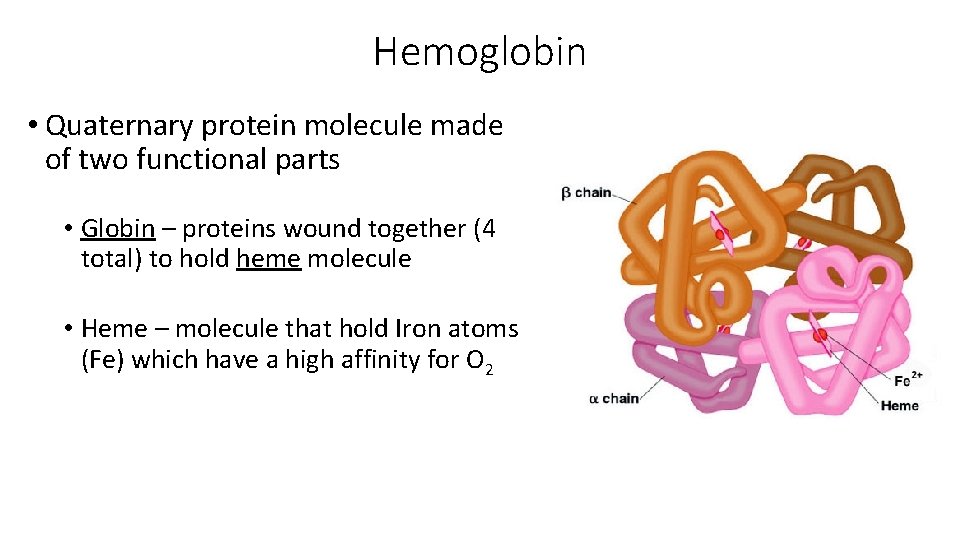 Hemoglobin • Quaternary protein molecule made of two functional parts • Globin – proteins