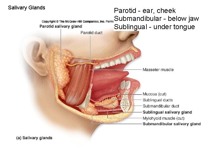 Salivary Glands Parotid - ear, cheek Submandibular - below jaw Sublingual - under tongue