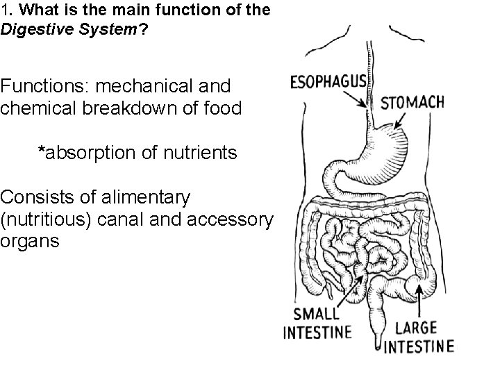 1. What is the main function of the Digestive System? Functions: mechanical and chemical