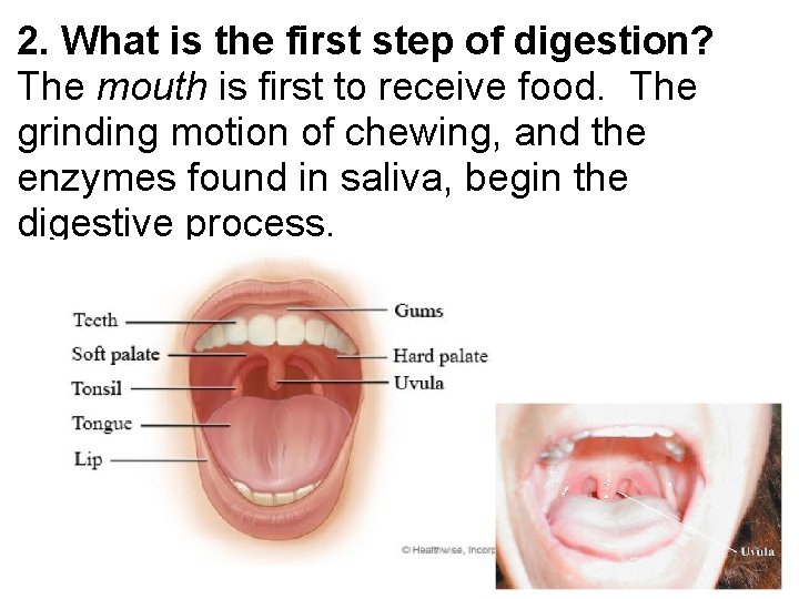 2. What is the first step of digestion? The mouth is first to receive