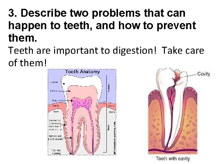 3. Describe two problems that can happen to teeth, and how to prevent them.