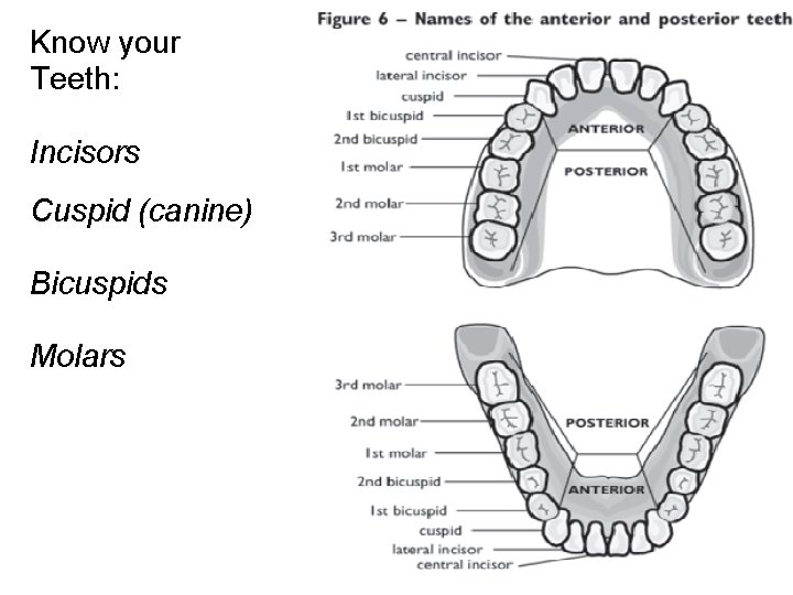 Know your Teeth: Incisors Cuspid (canine) Bicuspids Molars 