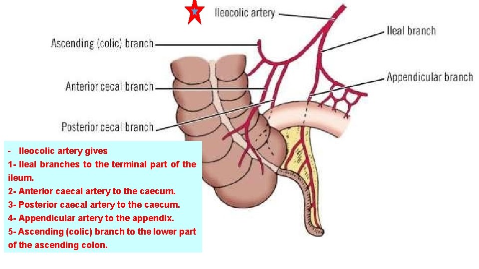 - Ileocolic artery gives 1 - Ileal branches to the terminal part of the