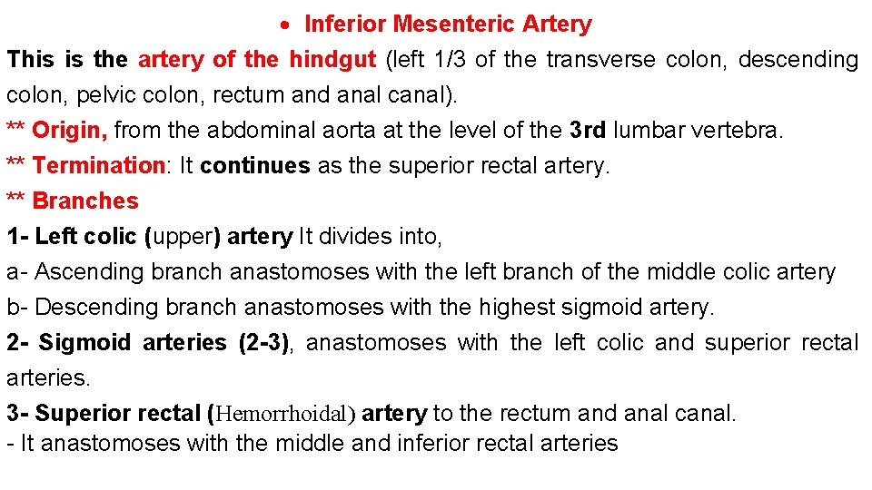  Inferior Mesenteric Artery This is the artery of the hindgut (left 1/3 of