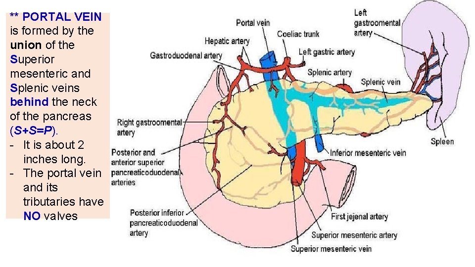 ** PORTAL VEIN is formed by the union of the Superior mesenteric and Splenic