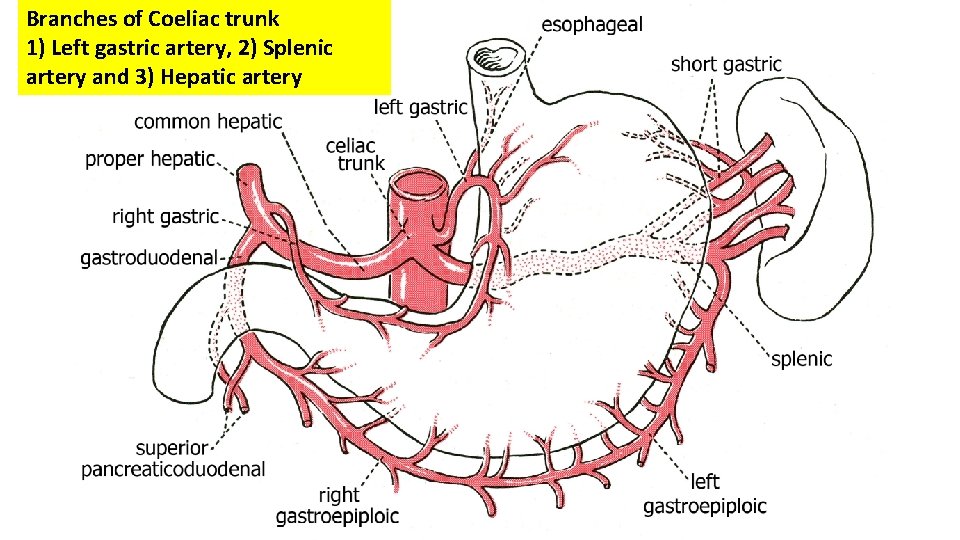 Branches of Coeliac trunk 1) Left gastric artery, 2) Splenic artery and 3) Hepatic