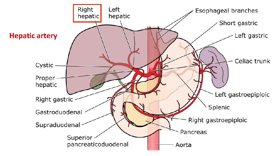 Hepatic artery 