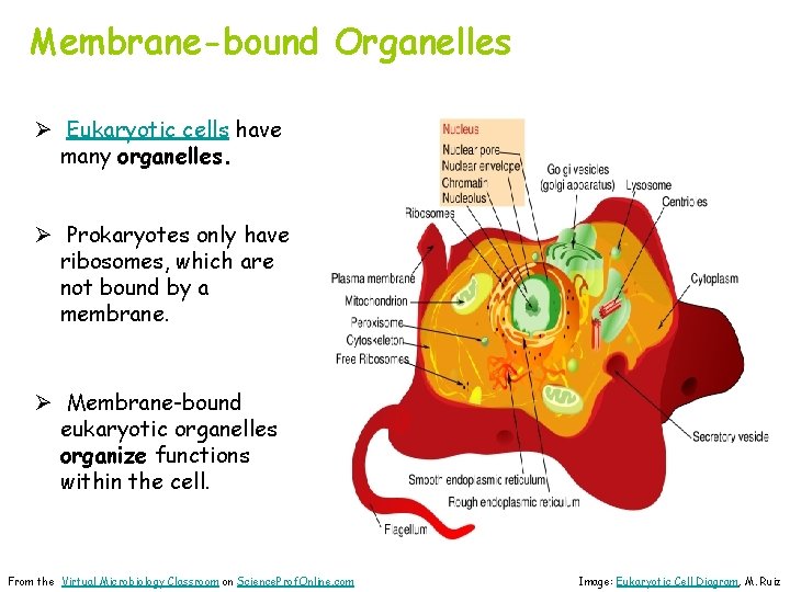 Membrane-bound Organelles Ø Eukaryotic cells have many organelles. Ø Prokaryotes only have ribosomes, which
