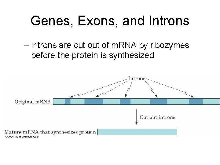 Genes, Exons, and Introns – introns are cut of m. RNA by ribozymes before